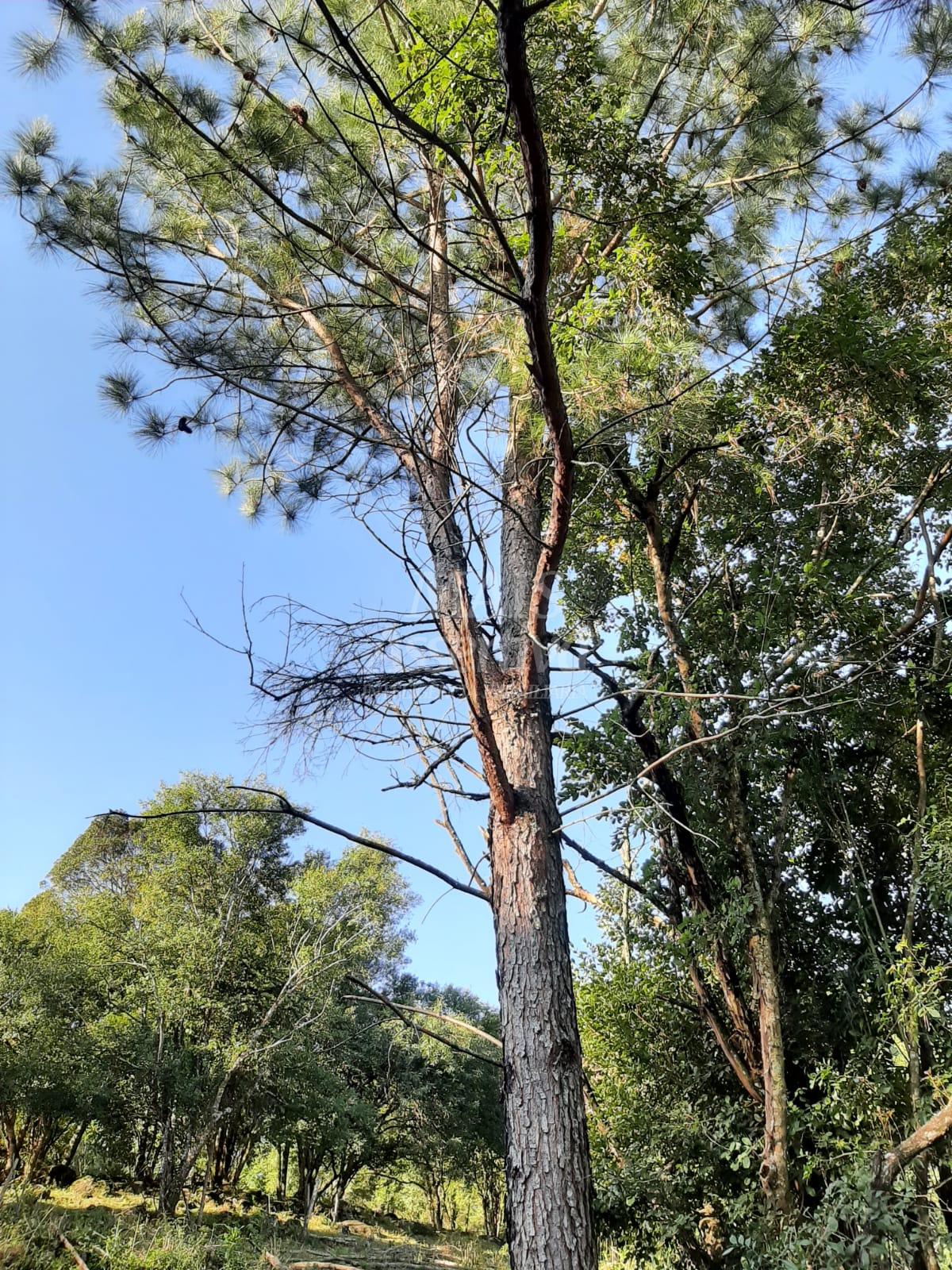 Área de 10 hectares para venda em São Francisco de Paula 