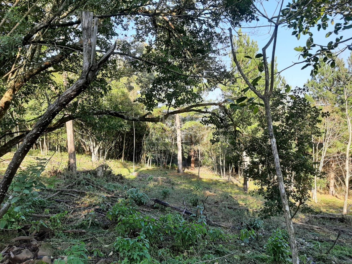 Área de 10 hectares para venda em São Francisco de Paula 
