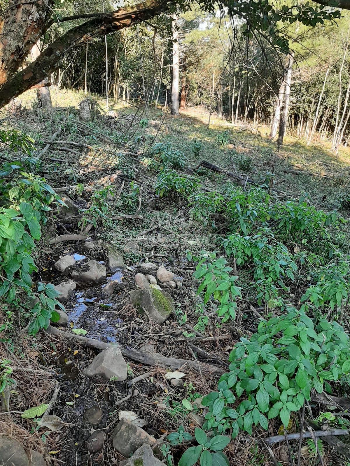 Área de 10 hectares para venda em São Francisco de Paula 