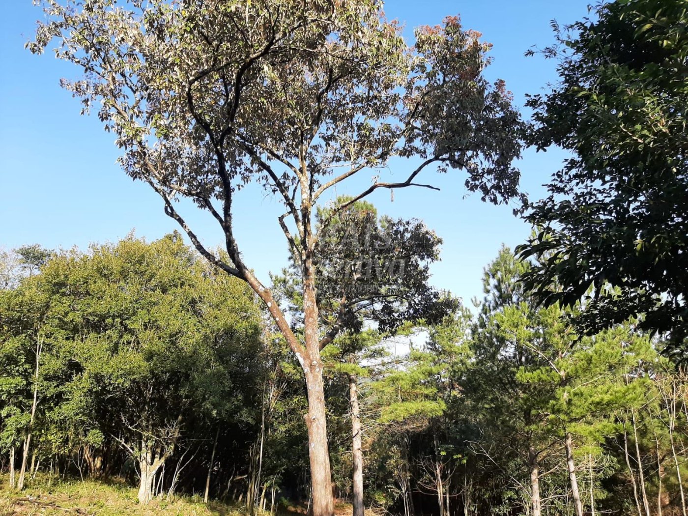 Área de 10 hectares para venda em São Francisco de Paula 