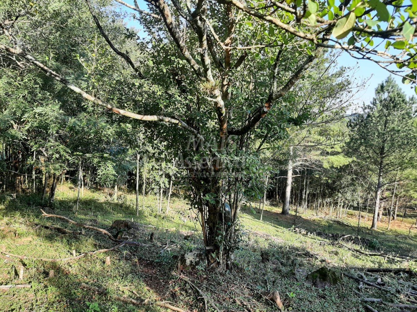 Área de 10 hectares para venda em São Francisco de Paula 