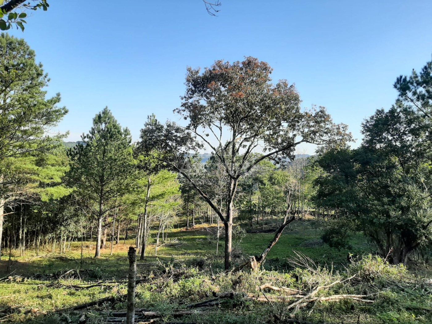 Área de 10 hectares para venda em São Francisco de Paula 