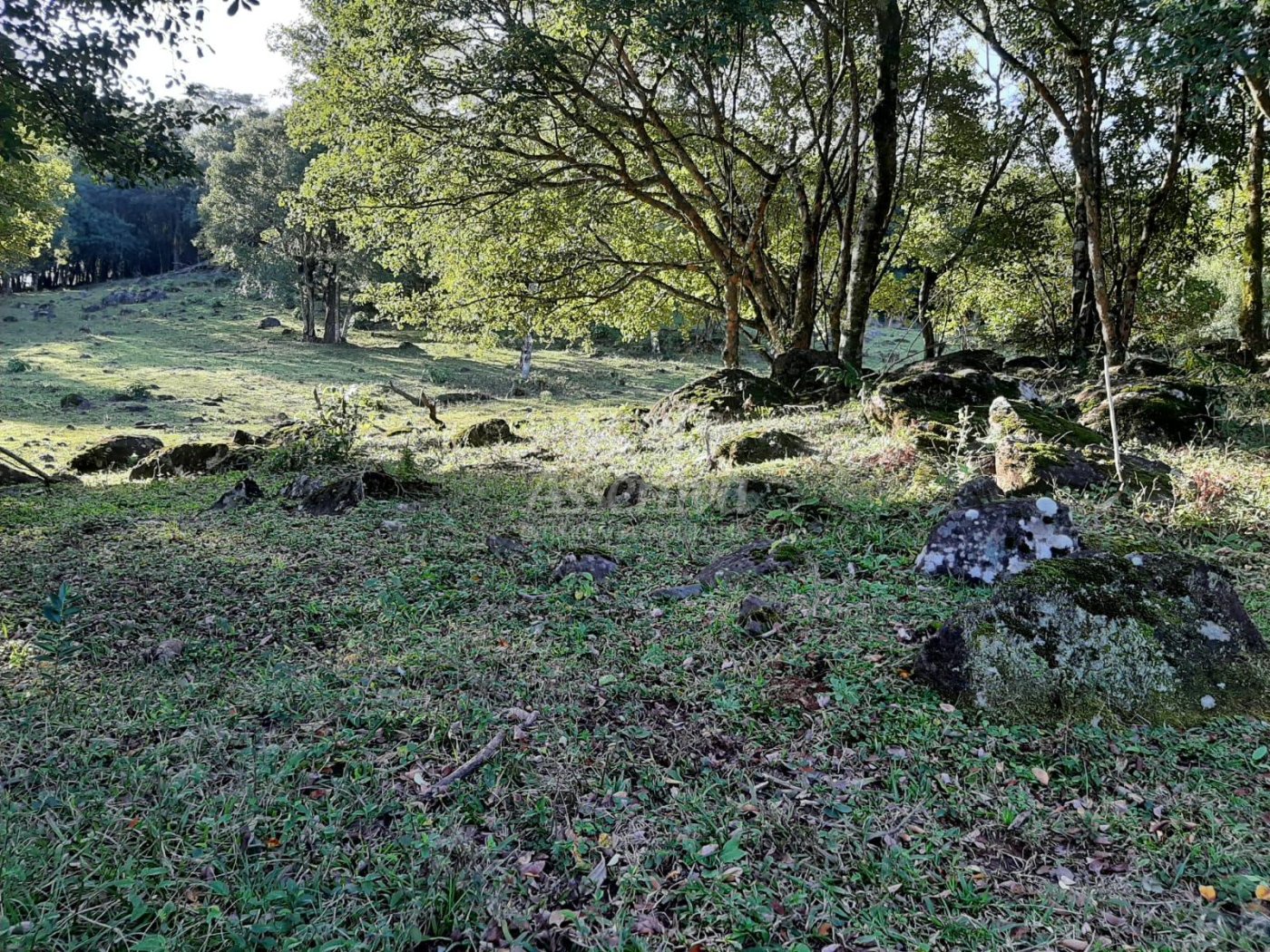 Área de 10 hectares para venda em São Francisco de Paula 