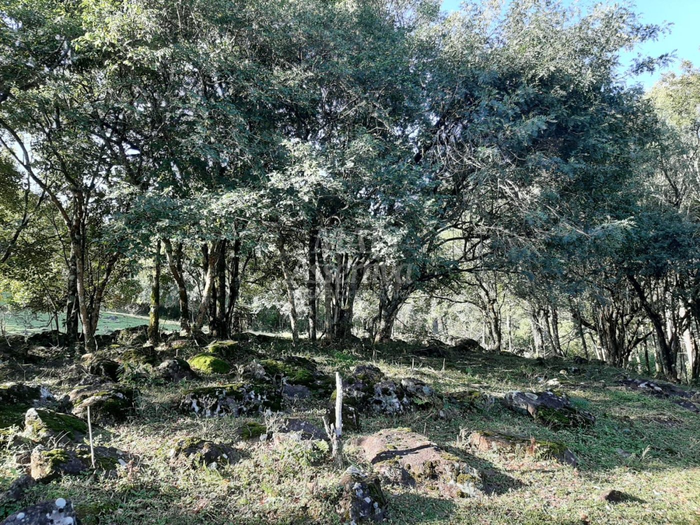 Área de 10 hectares para venda em São Francisco de Paula 