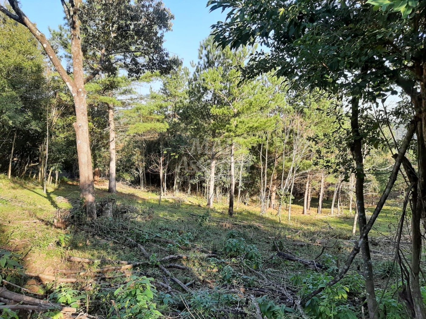 Área de 10 hectares para venda em São Francisco de Paula 
