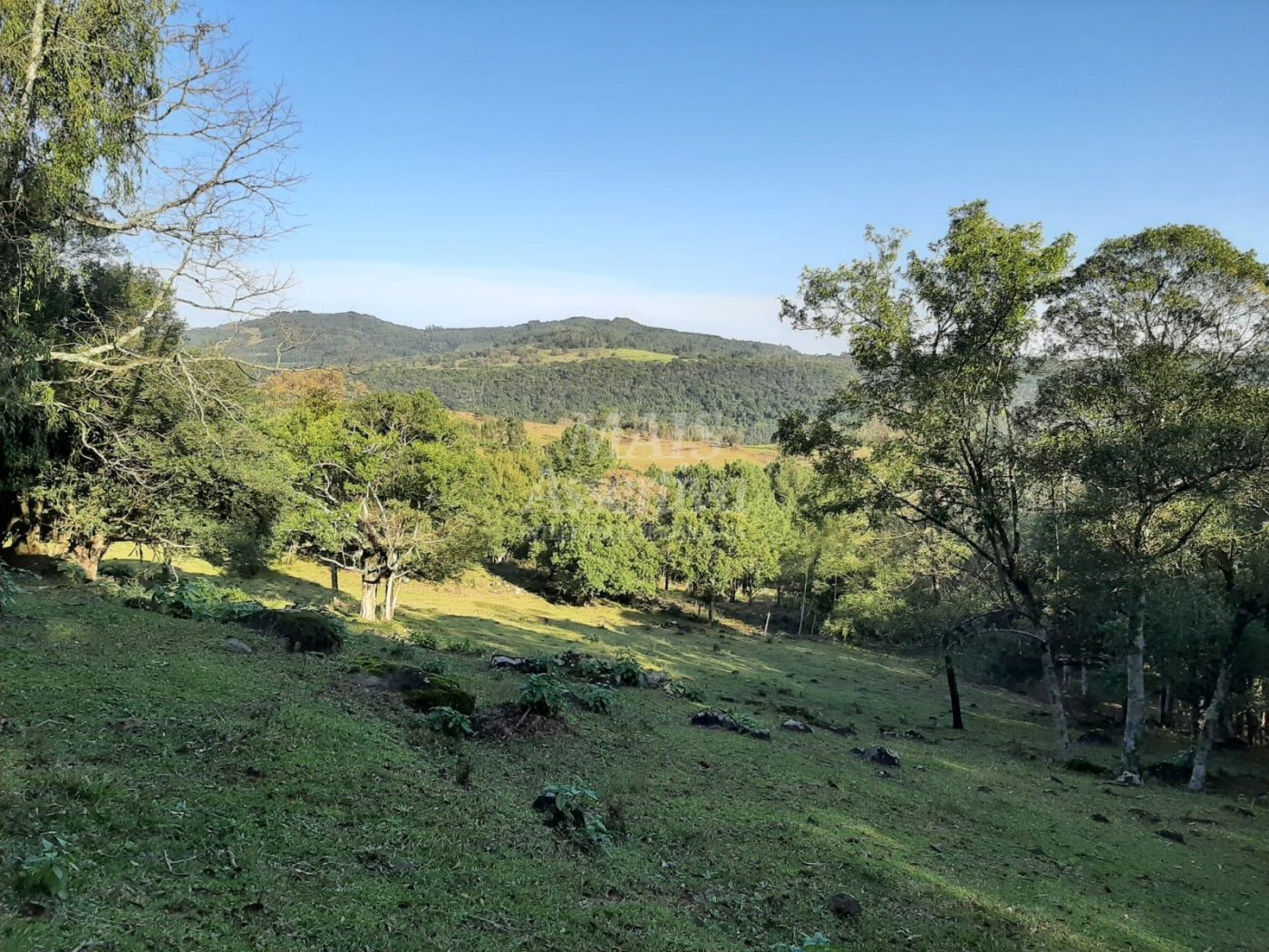 Área de 10 hectares para venda em São Francisco de Paula 
