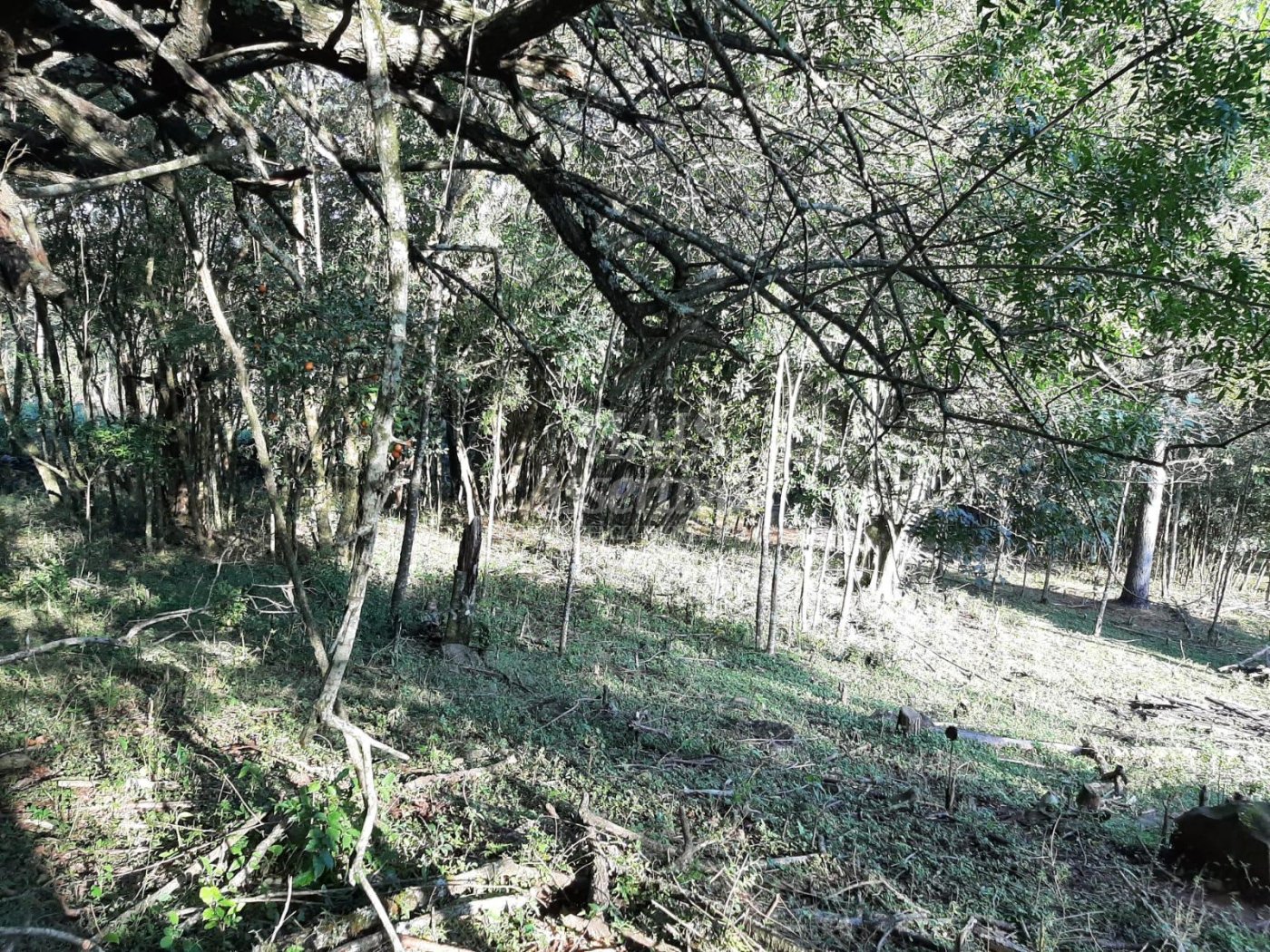 Área de 10 hectares para venda em São Francisco de Paula 