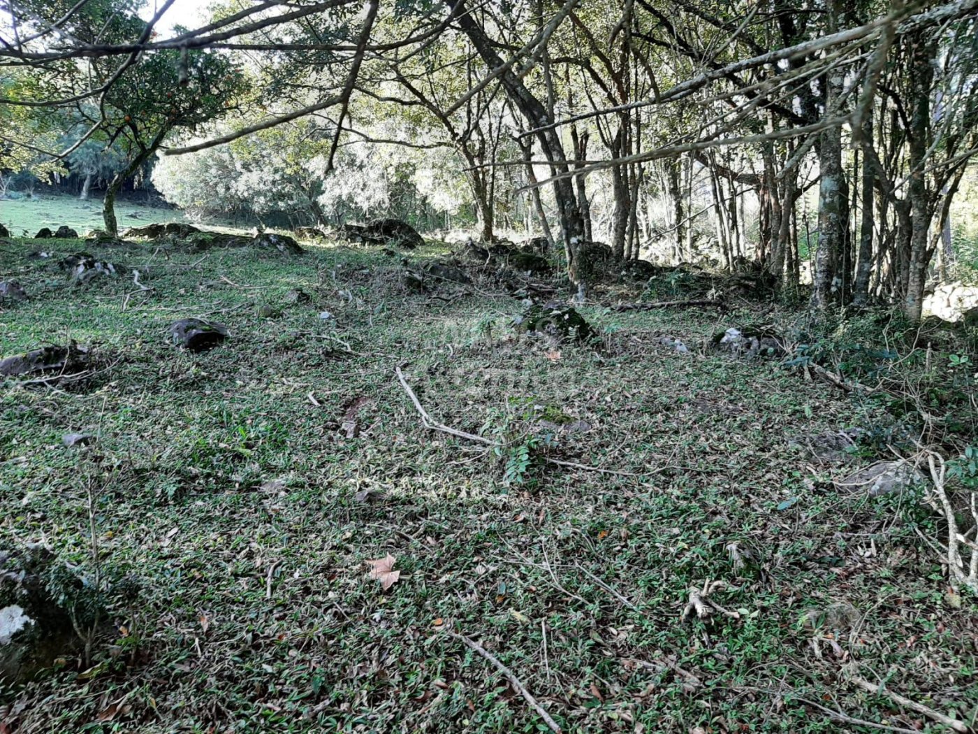 Área de 10 hectares para venda em São Francisco de Paula 