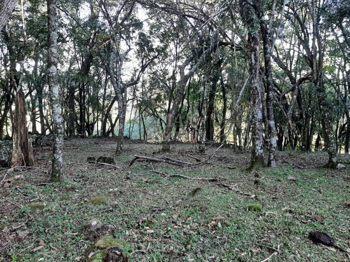 Área de 10 hectares para venda em São Francisco de Paula 