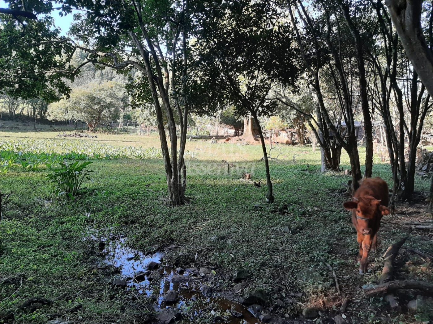 Área de 10 hectares para venda em São Francisco de Paula 