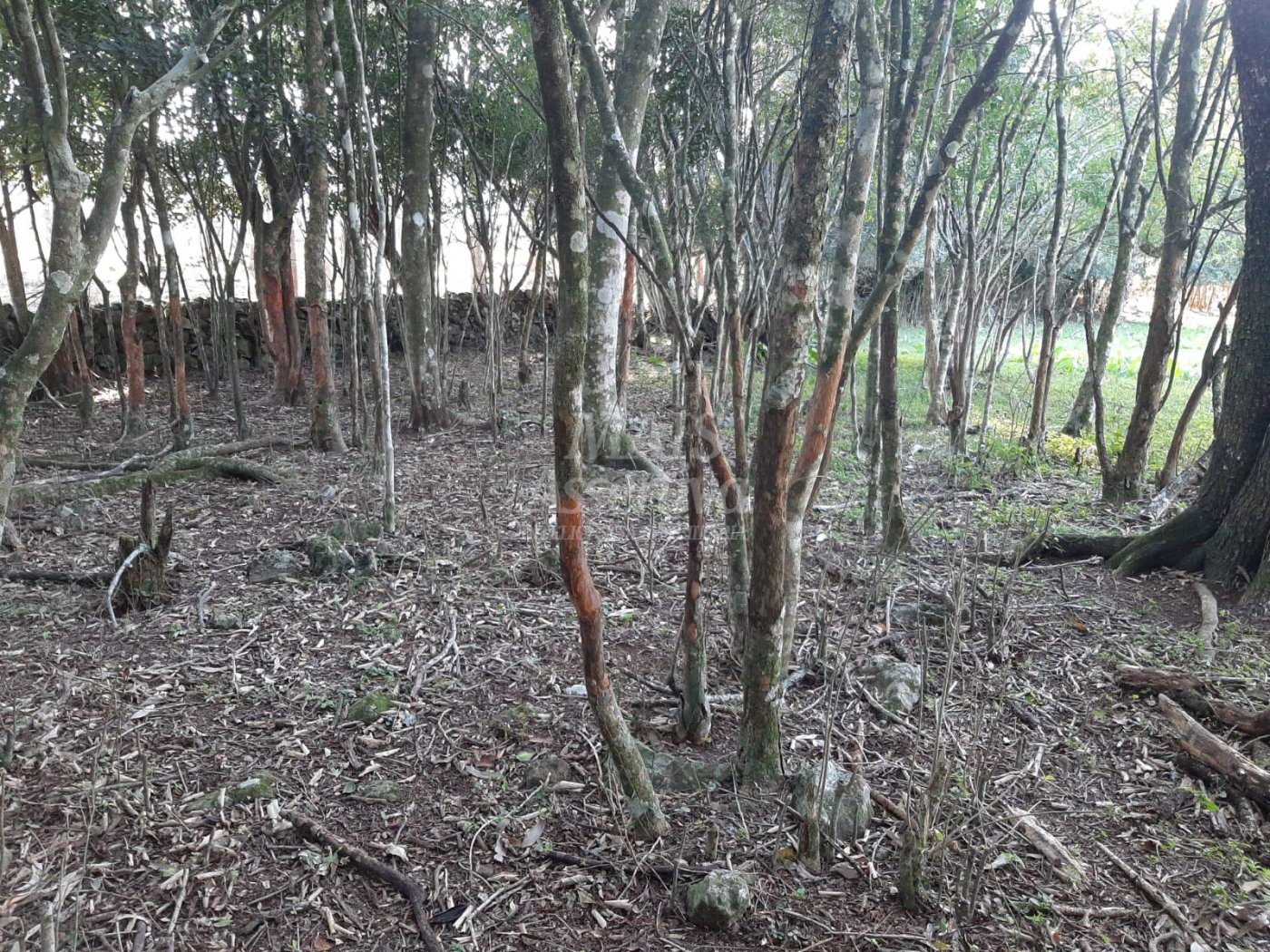 Área de 10 hectares para venda em São Francisco de Paula 