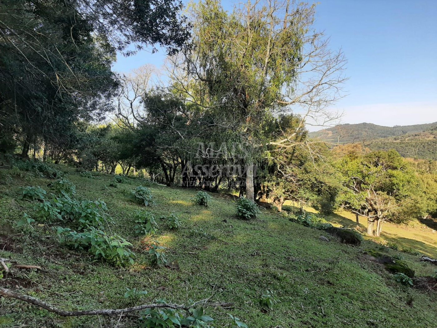 Área de 10 hectares para venda em São Francisco de Paula 