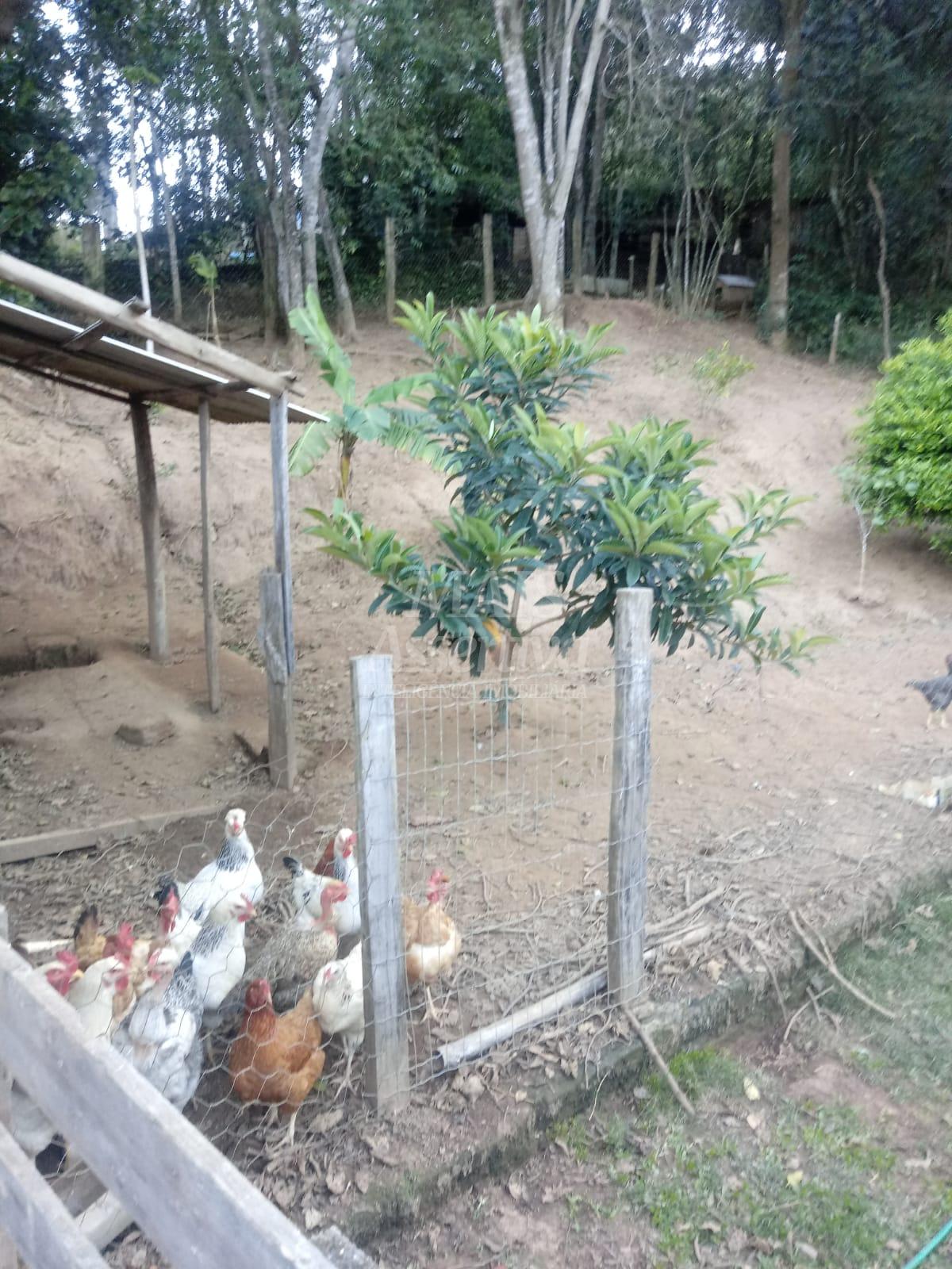 Sítio para venda em Nova Hartz Bairro Progresso