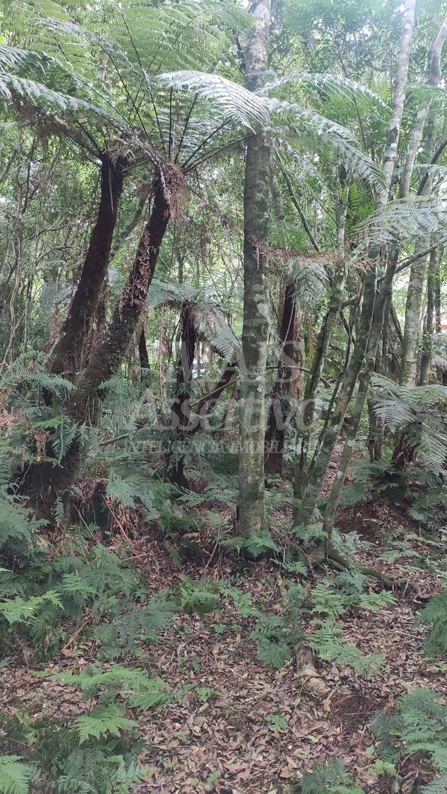 Terreno para venda loteamento colinas, são francisco de paula - 600m² 