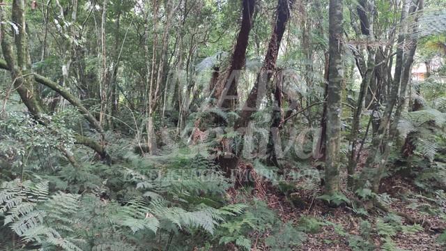 Terreno para venda loteamento colinas, são francisco de paula - 600m² 