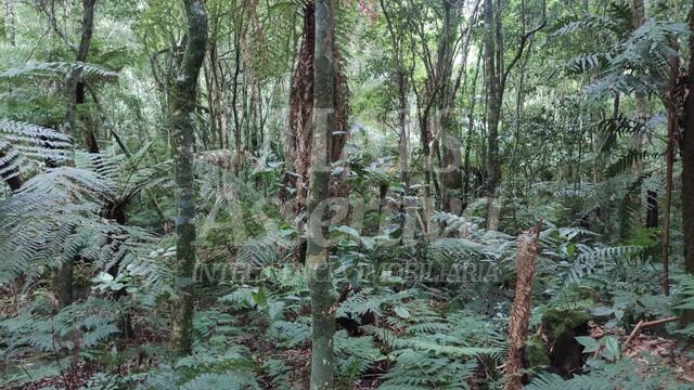 Terreno para venda loteamento colinas, são francisco de paula - 600m² 