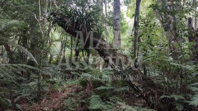Terreno para venda loteamento colinas, são francisco de paula - 600m² 