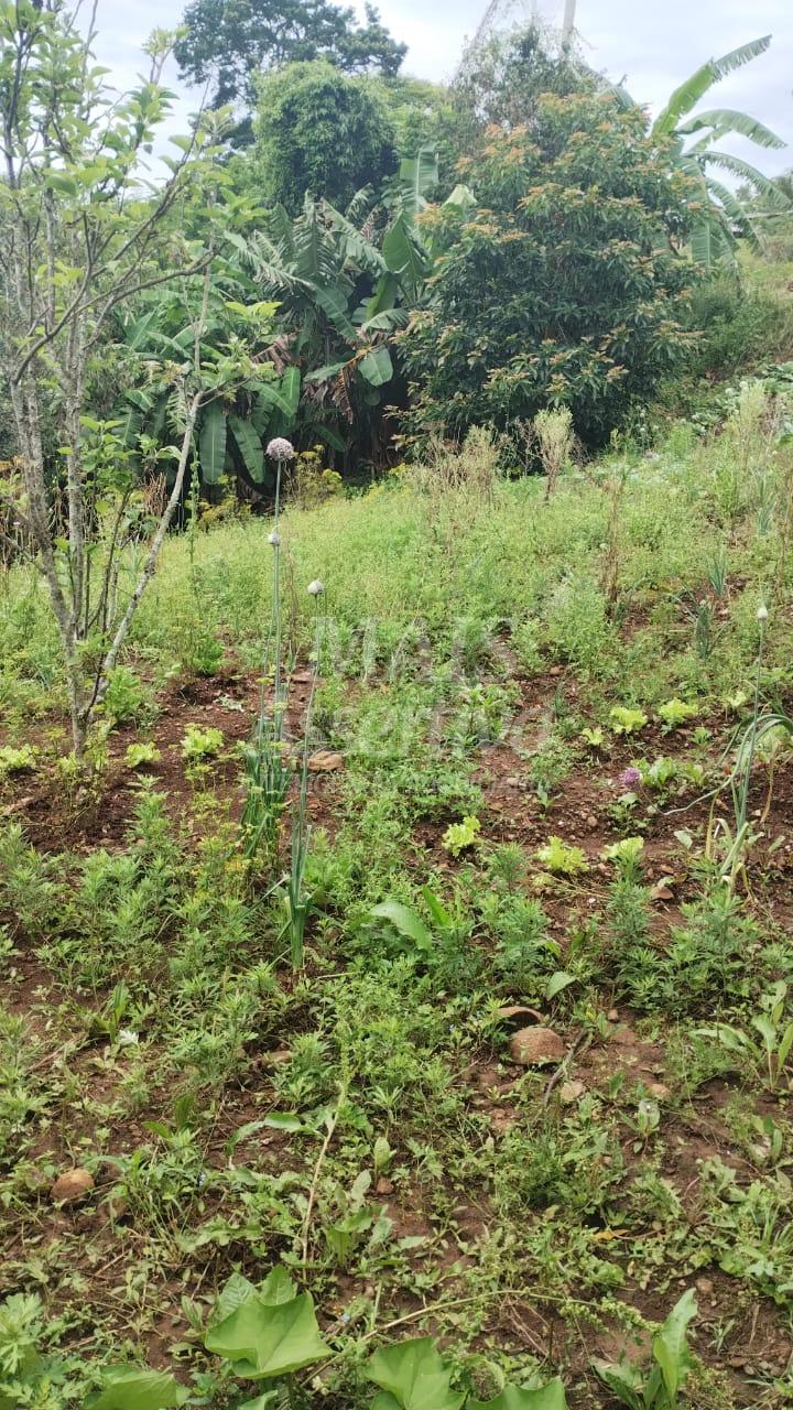 Chácara para venda em Santo Antônio da Patrulha Roça Grande