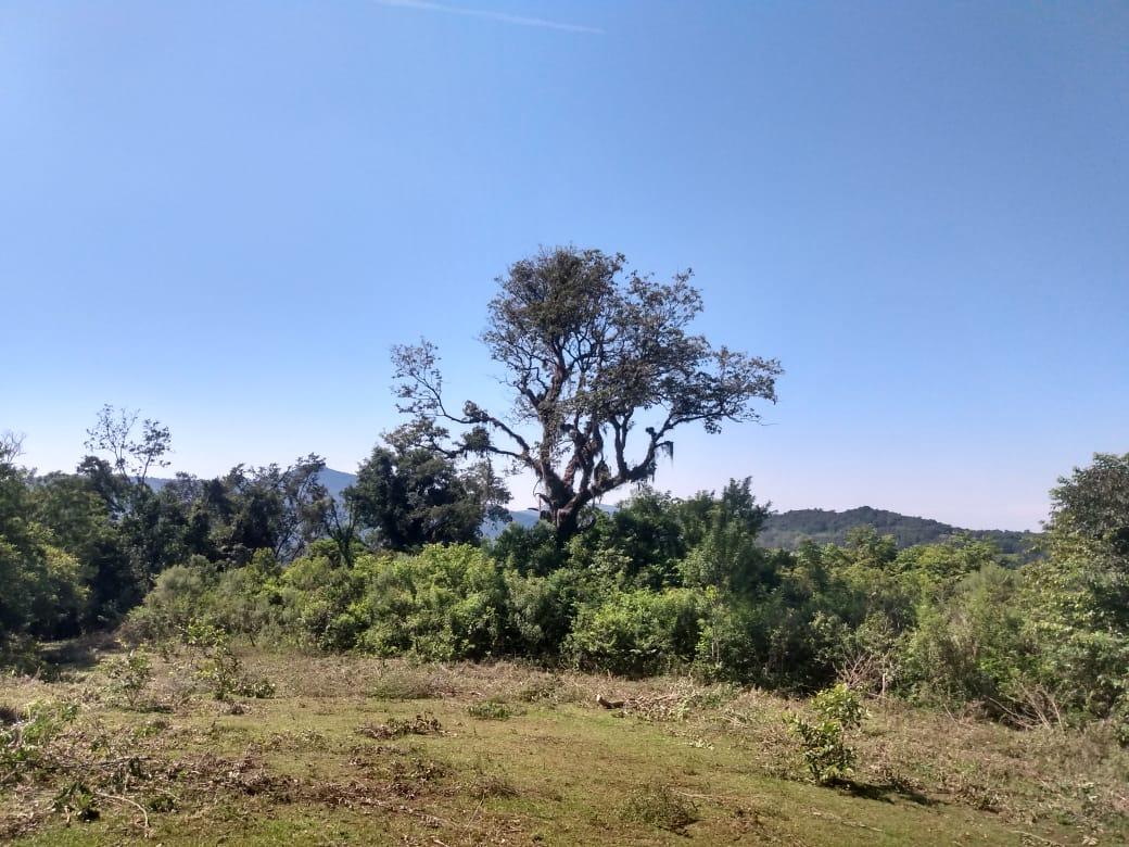 Chácara para venda, bairro Voluntário Baixo em Igrejinha/RS.